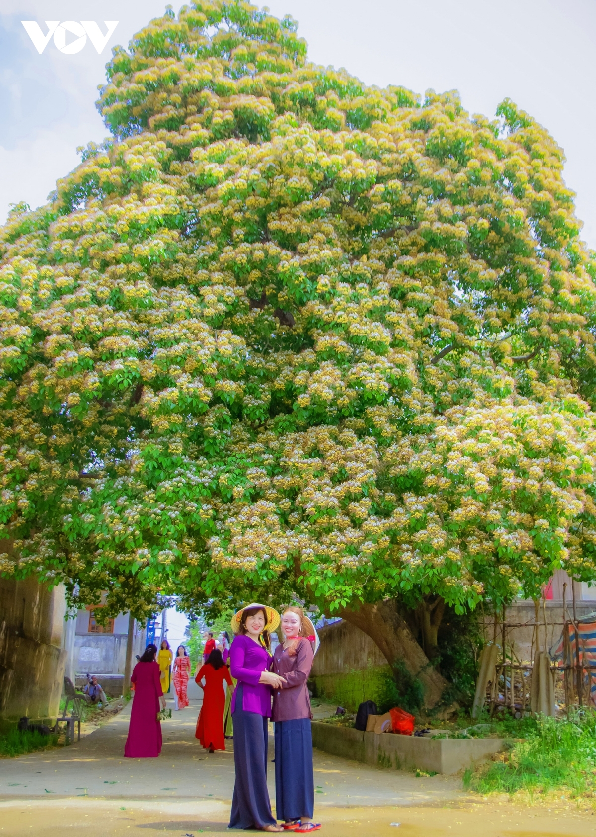 In photos: Rustic beauty of caper flowers on the Kien Giang riverbank