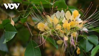 in photos rustic beauty of caper flowers on the kien giang riverbank