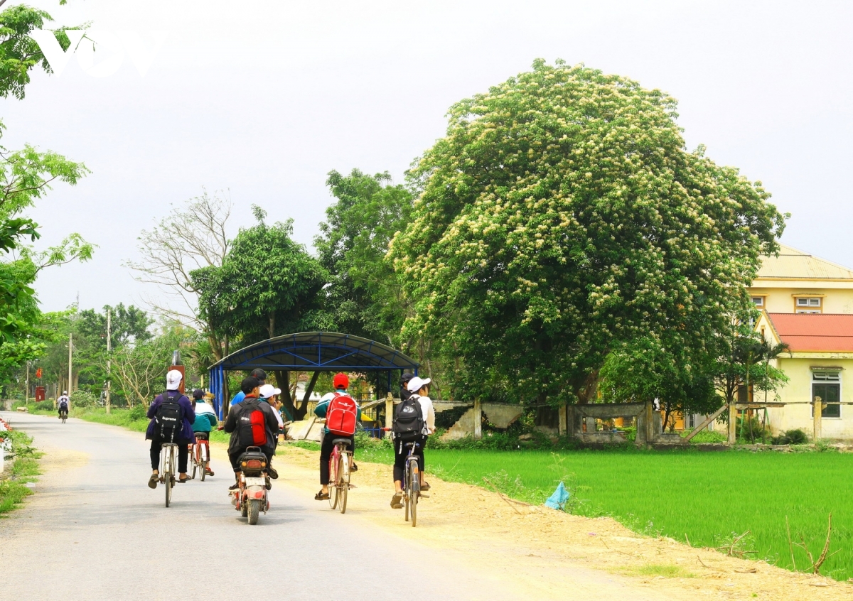 In photos: Rustic beauty of caper flowers on the Kien Giang riverbank