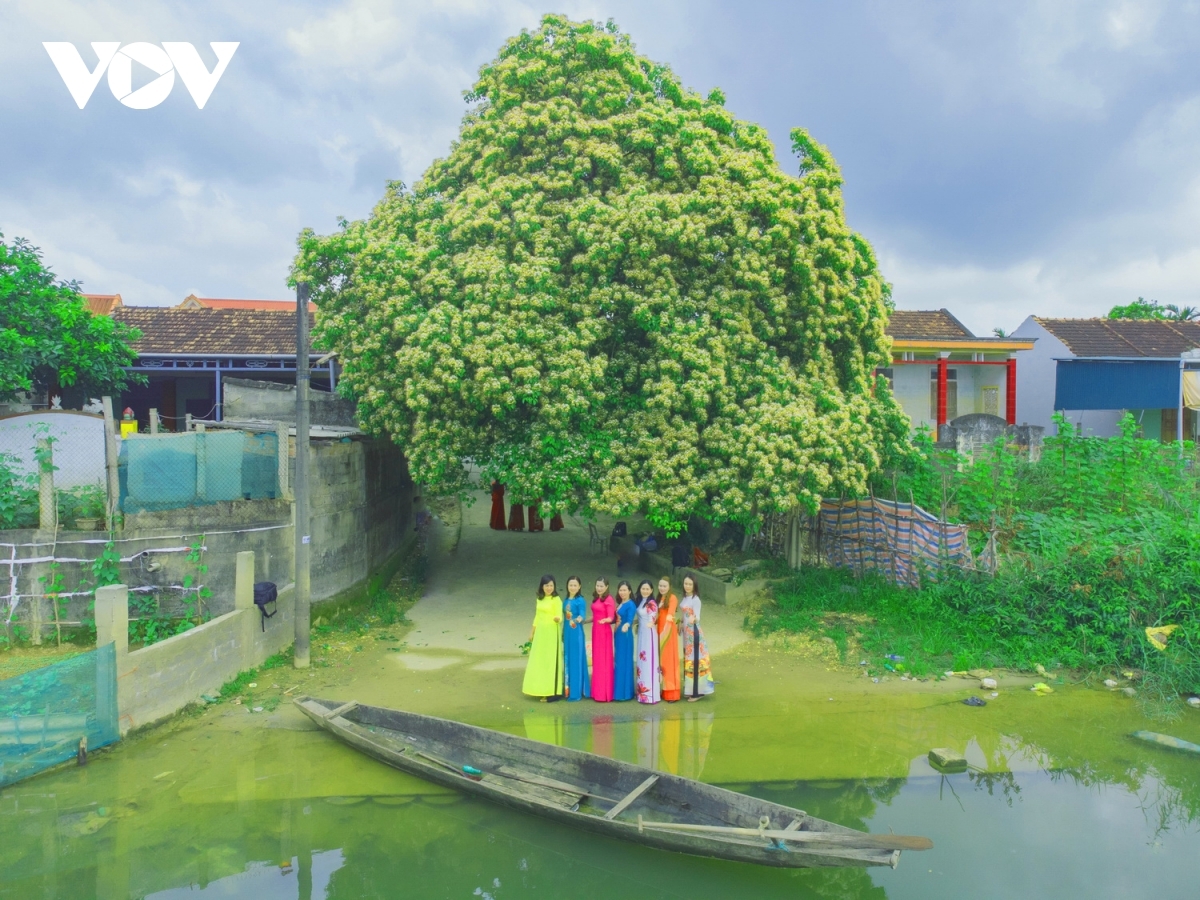 In photos: Rustic beauty of caper flowers on the Kien Giang riverbank