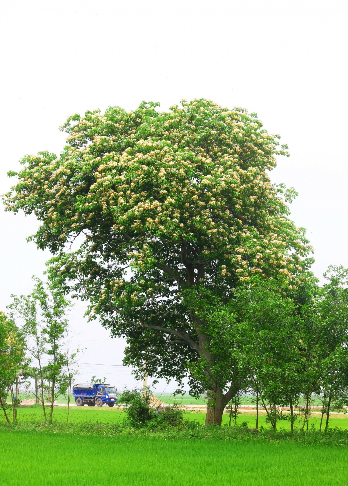 In photos: Rustic beauty of caper flowers on the Kien Giang riverbank