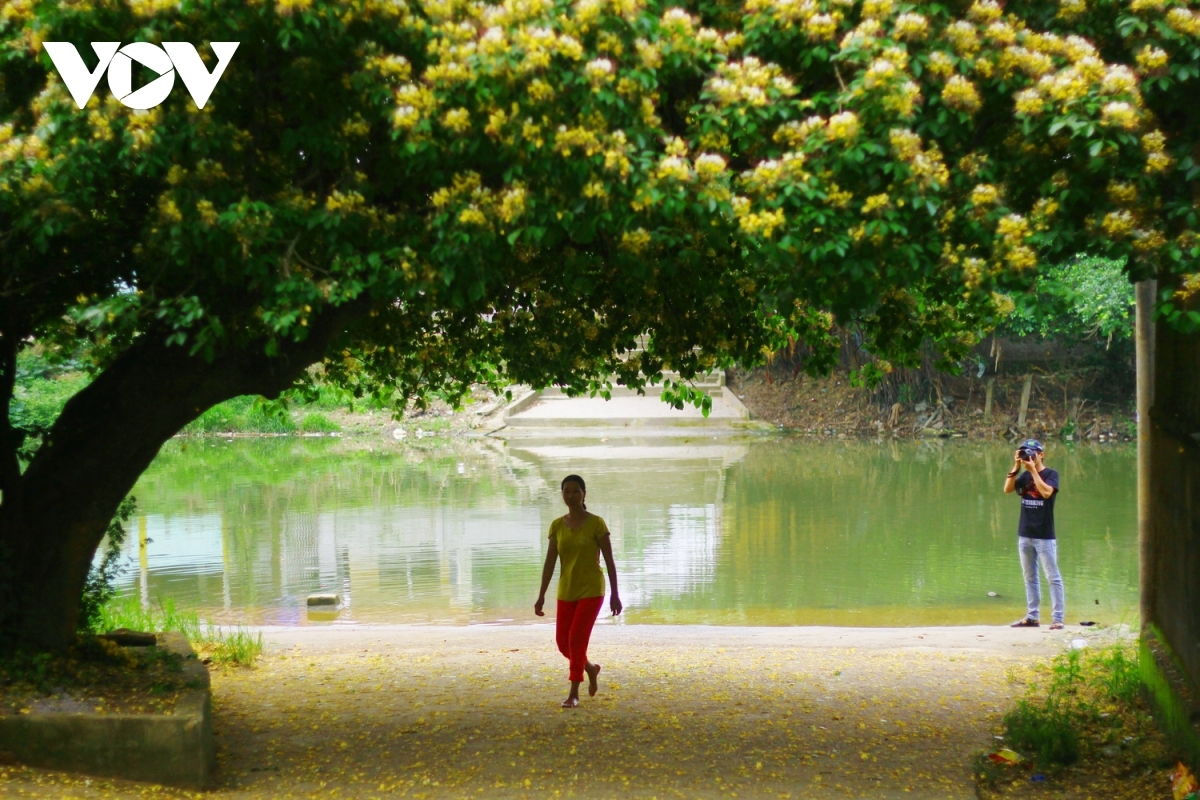 In photos: Rustic beauty of caper flowers on the Kien Giang riverbank