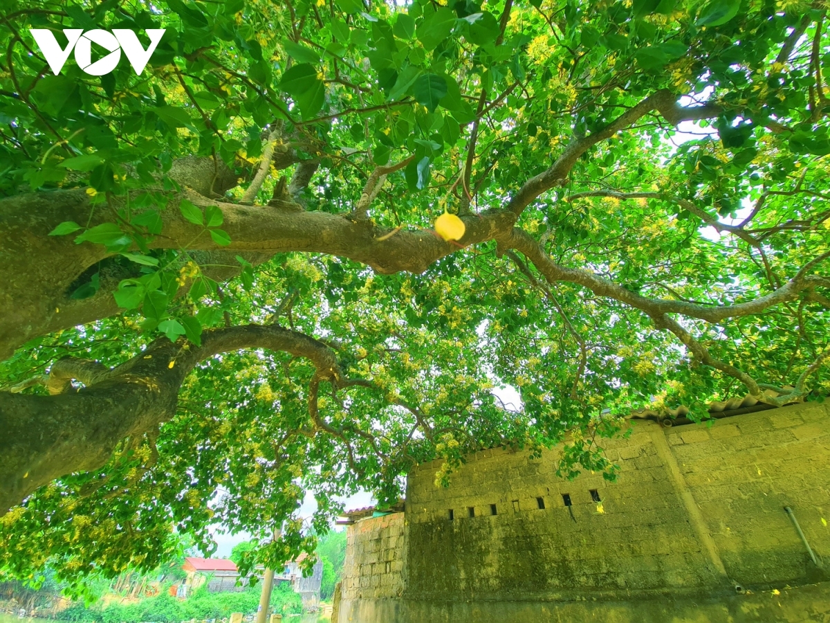 In photos: Rustic beauty of caper flowers on the Kien Giang riverbank