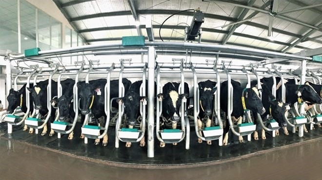 Vietnamese dairy giant imports over 2,100 dairy cows from the US