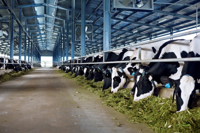 Vietnamese dairy giant imports over 2,100 dairy cows from the US
