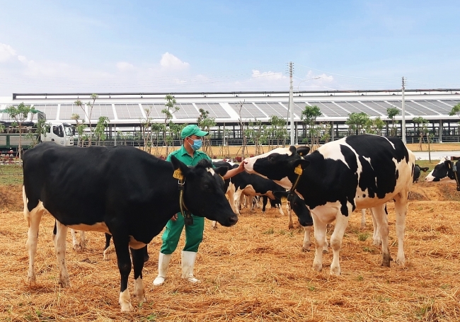 Vietnamese dairy giant imports over 2,100 dairy cows from the US