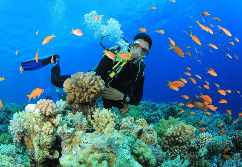 Tourists can go snorkeling to watch the amazing large coral reefs. Photo: Đất Việt Tour