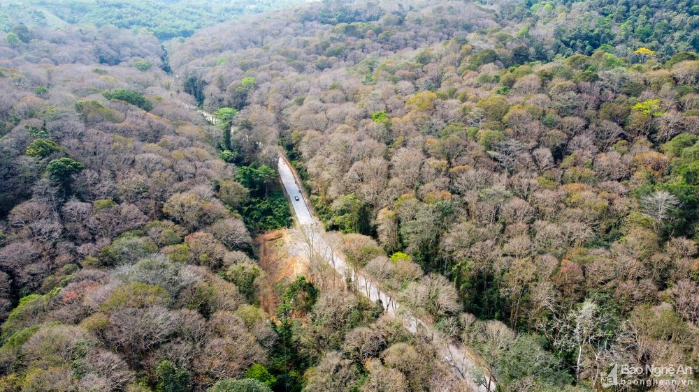 In photos: Spectacular Lagerstroemia tomentosa forest in the central Vietnam from bird-eye view