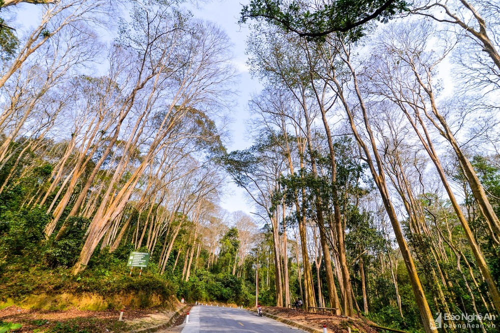 In photos: Spectacular Lagerstroemia tomentosa forest in the central Vietnam from bird-eye view