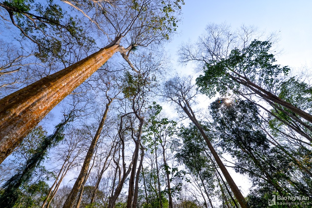 In photos: Spectacular Lagerstroemia tomentosa forest in the central Vietnam from bird-eye view