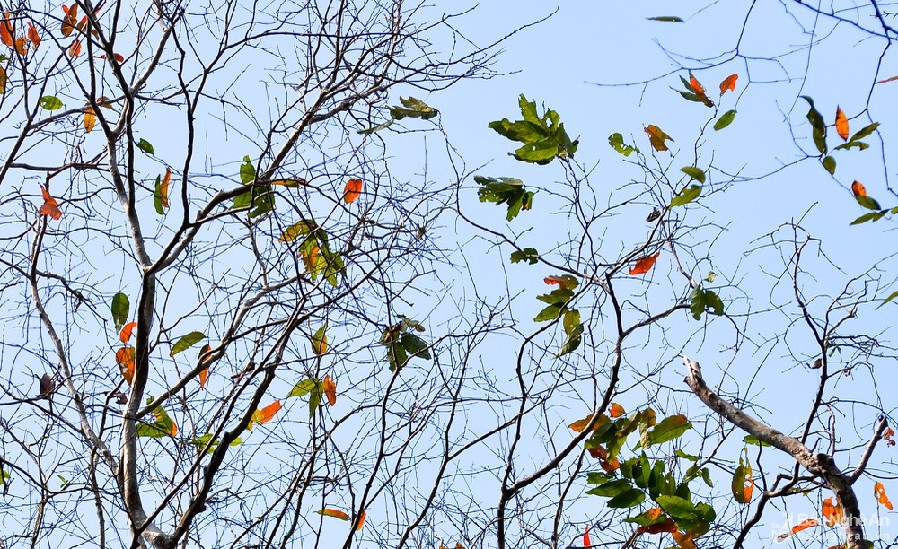 In photos: Spectacular Lagerstroemia tomentosa forest in the central Vietnam from bird-eye view