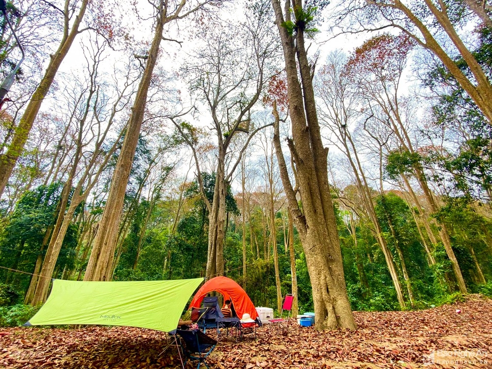 In photos: Spectacular Lagerstroemia tomentosa forest in the central Vietnam from bird-eye view