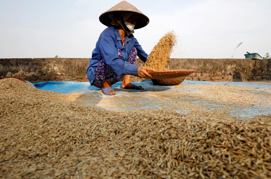 vietnam rice export price hit 9 years peak thailand rates dip