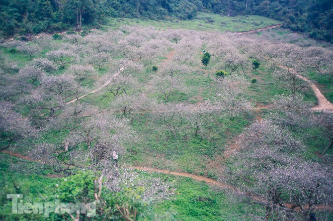 Plum blossoms turns Moc Chau into a white paradise