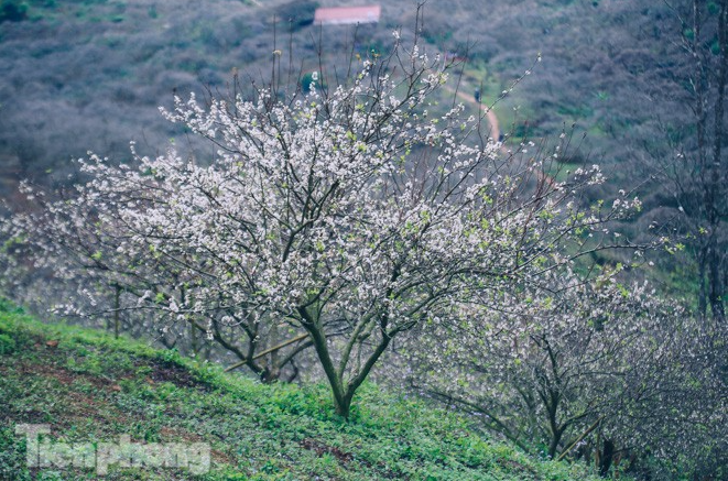 Plum blossoms turns Moc Chau into a white paradise