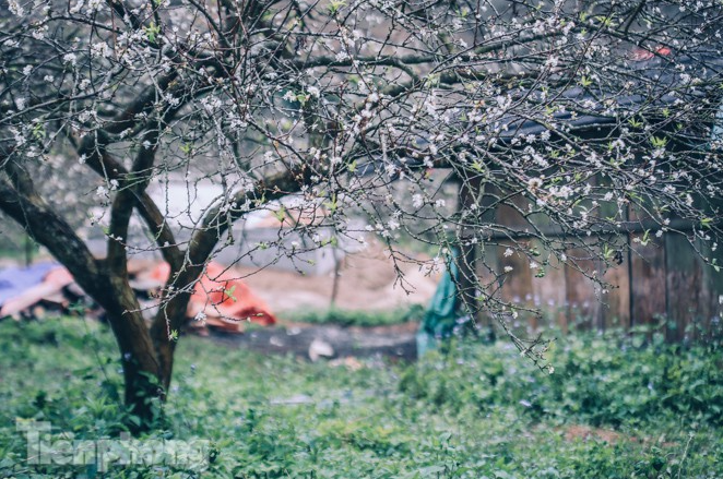 Plum blossoms turns Moc Chau into a white paradise