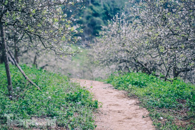 Plum blossoms turns Moc Chau into a white paradise