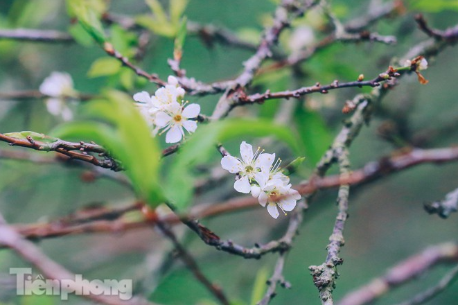 Plum blossoms turns Moc Chau into a white paradise