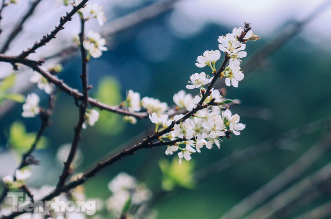 Plum blossoms turns Moc Chau into a white paradise