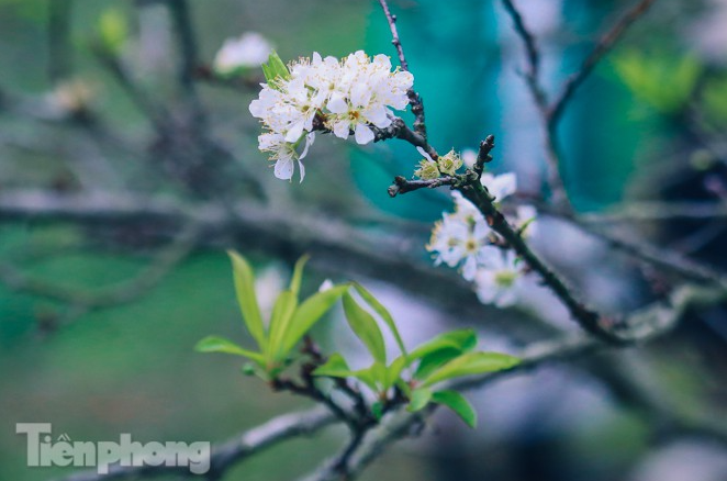 Plum blossoms turns Moc Chau into a white paradise