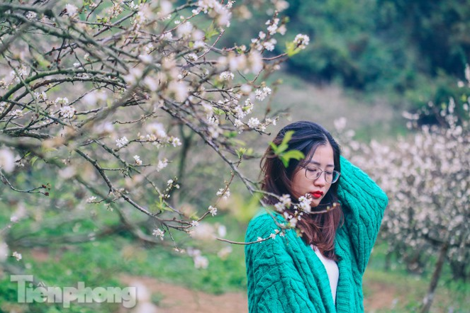 Plum blossoms turns Moc Chau into a white paradise