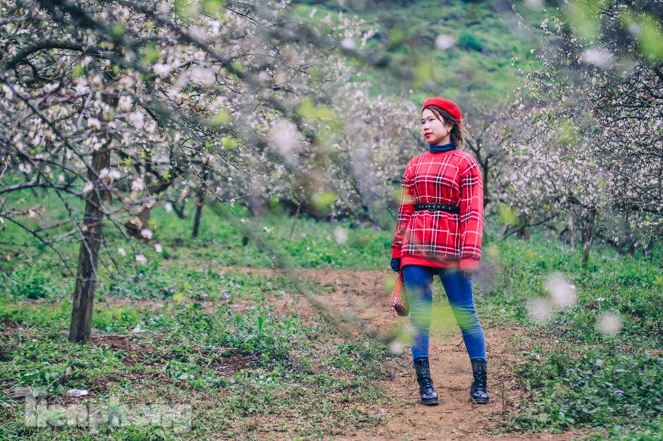 Plum blossoms turns Moc Chau into a white paradise