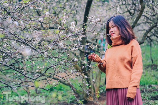 Plum blossoms turns Moc Chau into a white paradise