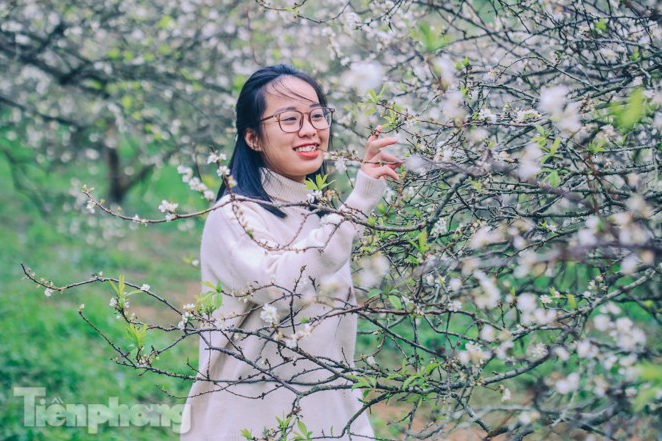 Plum blossoms turns Moc Chau into a white paradise