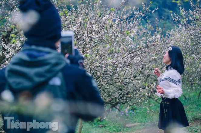 Plum blossoms turns Moc Chau into a white paradise