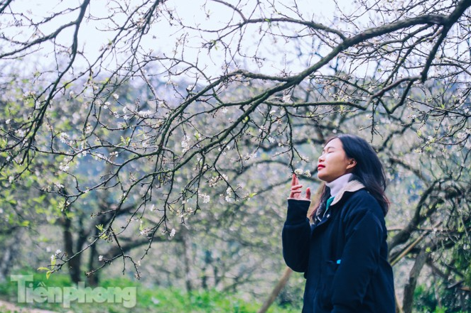 Plum blossoms turns Moc Chau into a white paradise