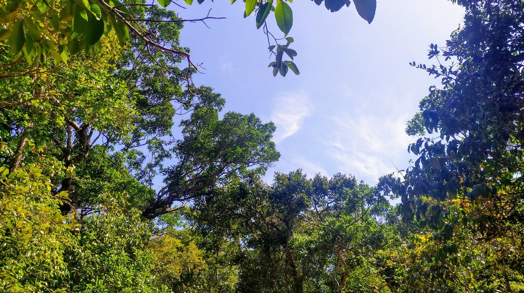 Fresh experience of Primary forest for tourist coming to Vung Tau