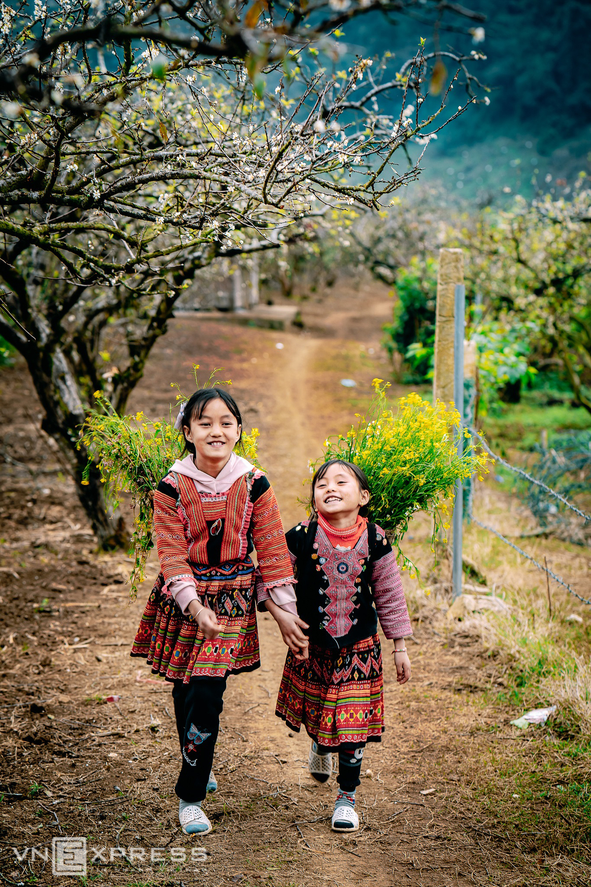 Vietnam highland shines in flower season