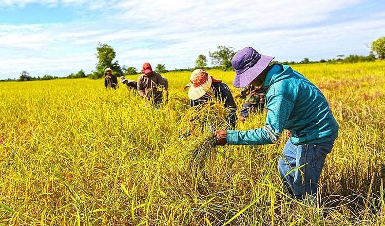 Cambodian Rice Export to Vietnam Earns 75% Year-on-year Increase