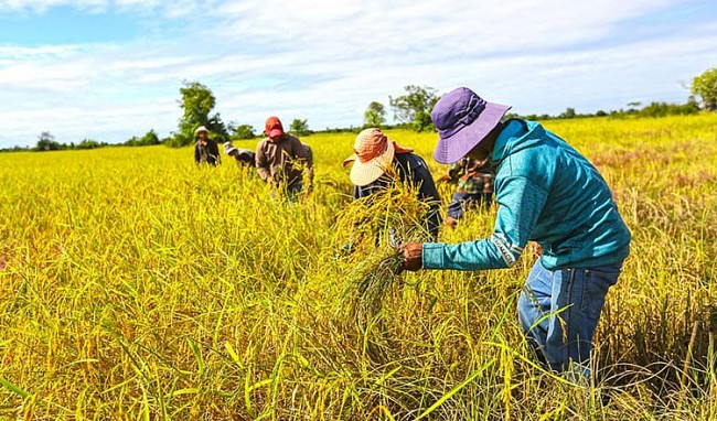 Cambodian Rice Export to Vietnam Earns 75% Year-on-year Increase