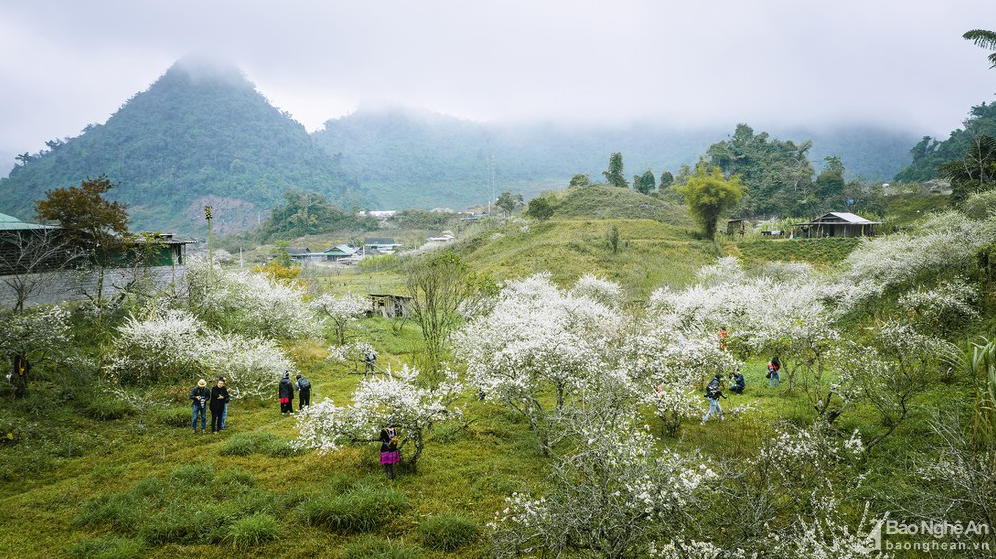 Western Nghe An dyed white by full-bloomed plum flowers