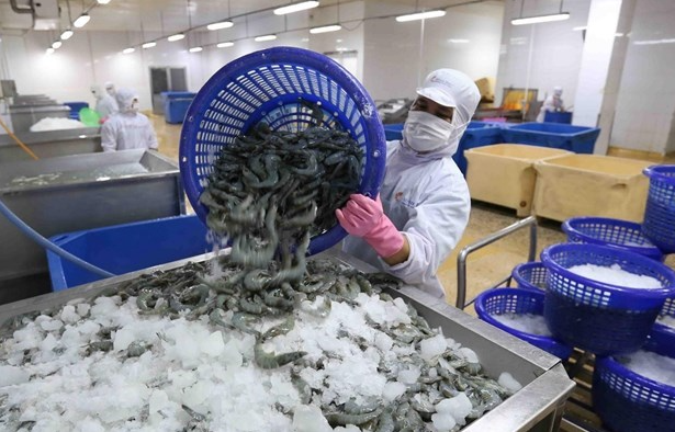 US removes anti-dumping duty on Minh Phu frozen shrimp