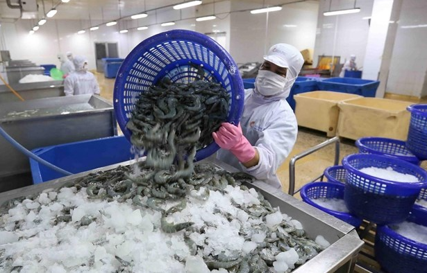 us removes anti dumping duty on minh phu frozen shrimp