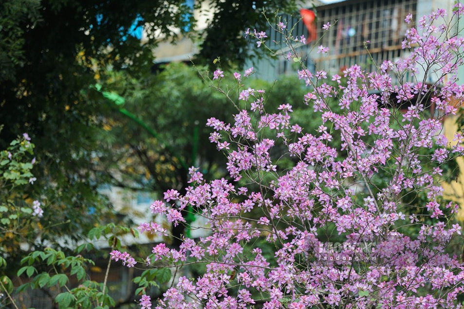 Northwest mountain ebony bloom briliantly in Hanoi