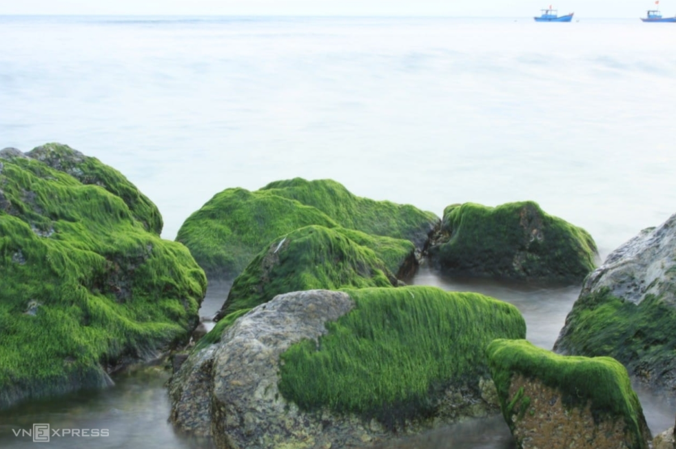 Moss season in Ly Son Island