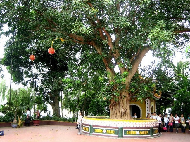 India's Sacred Tree Grows Strong in Vietnam