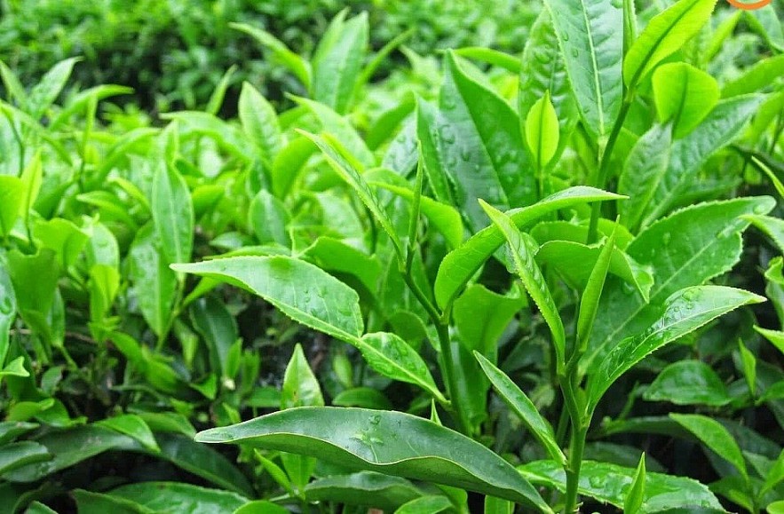 How EGCG in Green Tea Benefits Your Health?