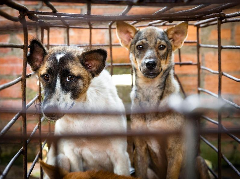 Cruelly torturing on pets in Vietnam will be fined US$ 130