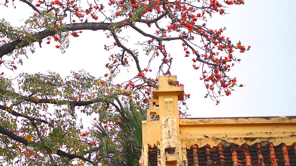 hanoi turns red in the malabar silk cotton flower season