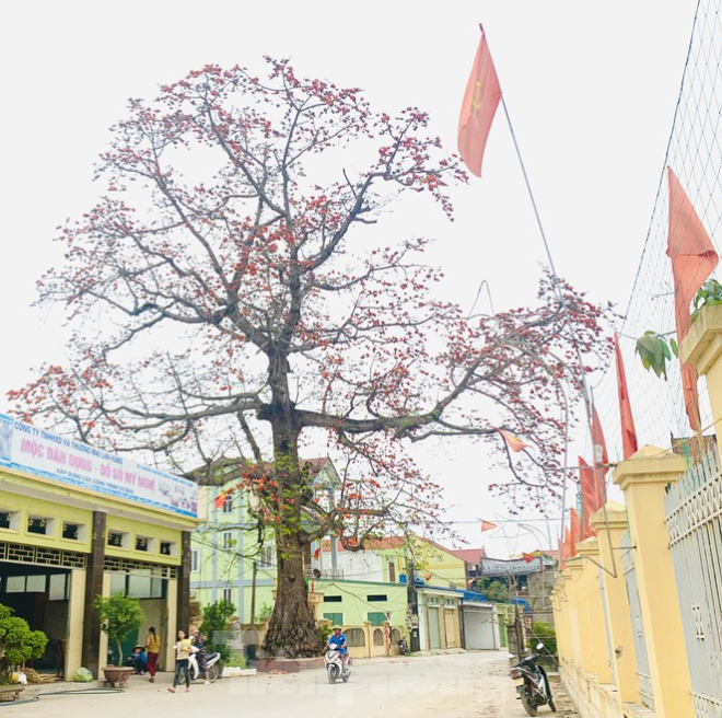 150-year-old silk-cotton tree in Nghe An recognized as Vietnam Heritage Tree