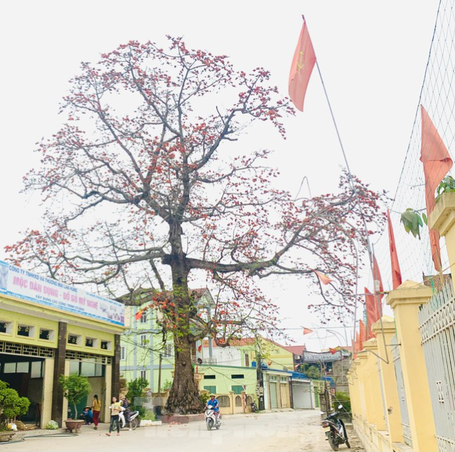 150 year-old silk-cotton tree in Nghe An recognized as Vietnam Heritage Tree