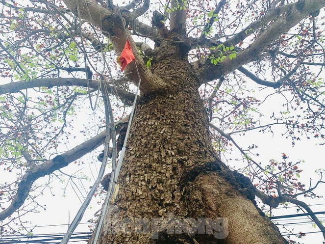 150 year-old silk-cotton tree in Nghe An recognized as Vietnam Heritage Tree