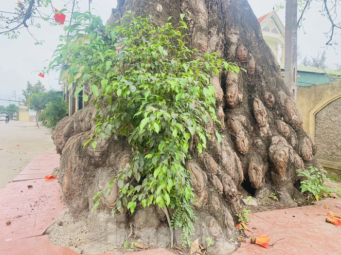 150 year-old silk-cotton tree in Nghe An recognized as Vietnam Heritage Tree