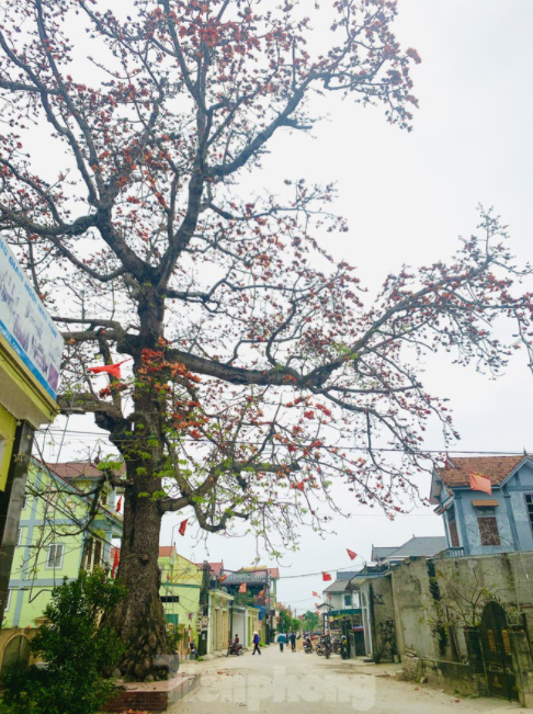 150 year-old silk-cotton tree in Nghe An recognized as Vietnam Heritage Tree