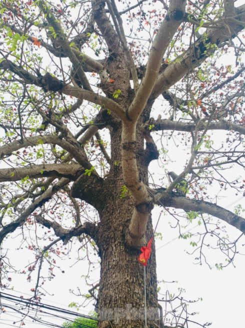 150 year-old silk-cotton tree in Nghe An recognized as Vietnam Heritage Tree