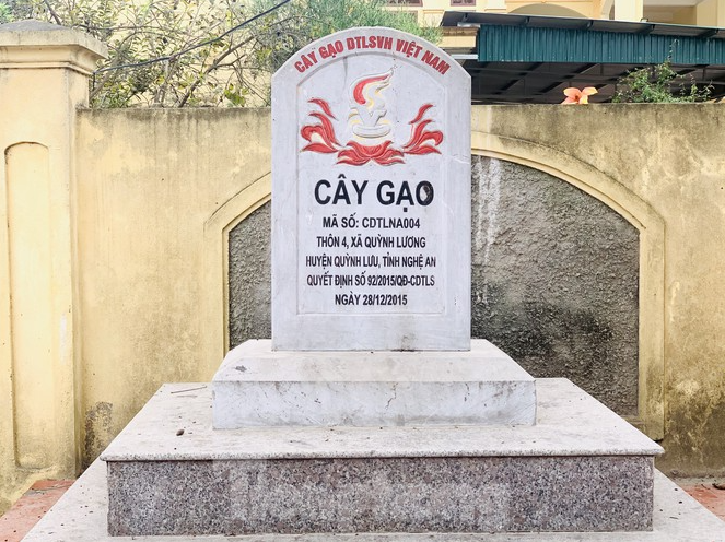 150 year-old silk-cotton tree in Nghe An recognized as Vietnam Heritage Tree